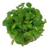 063 TC 圓心萍 Limnobium laevigatum